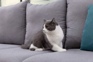 Hướng dẫn cách khử mùi và hạn chế lông chó mèo bám trên Sofa da