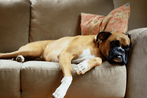 Chọn mua sofa phòng khách chất liệu nào khi nhà có thú cưng?